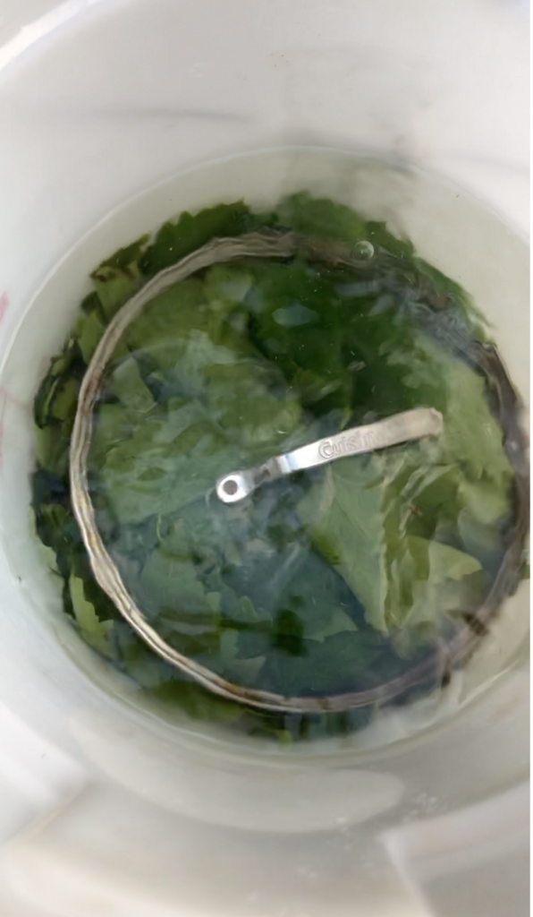 Stuffed Fermented Grape Leaves - Foodaism